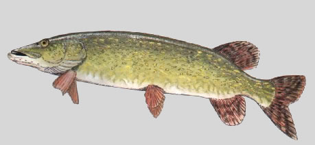Brochet