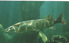 Brochet