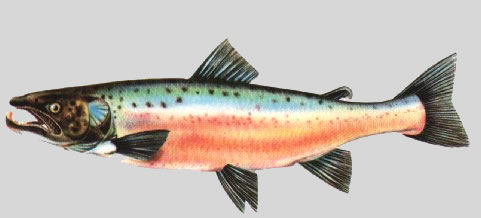 saumon